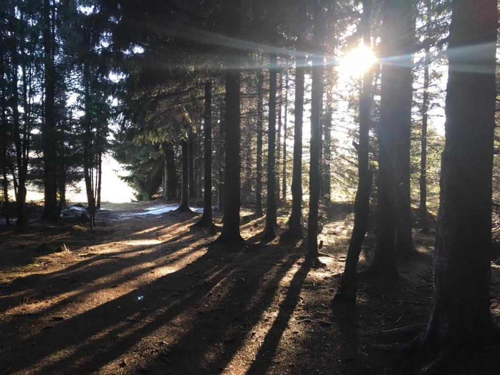 Apartmany Forest Kovářská Eksteriør bilde